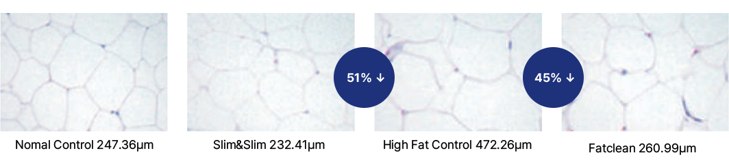 쥐의 지방 세포의 크기